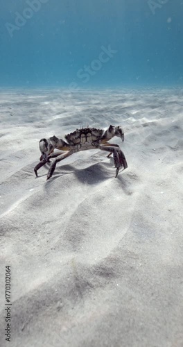 Crab on sand sea bottom underwater in transparent sea, marine wildlife