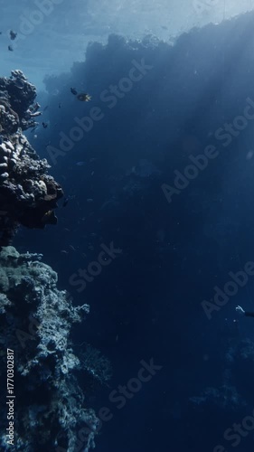 Female freediving in a underwater canyon in blue sea