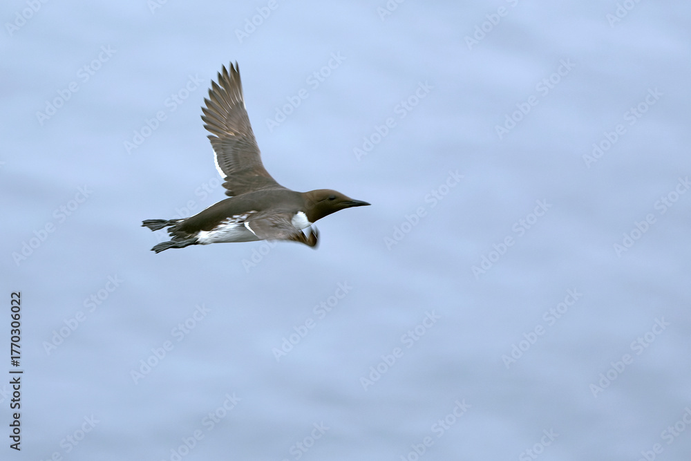 Obraz premium Common Murre flying in search of food on the cliffs of northern Iceland in the North Atlantic on a foggy day