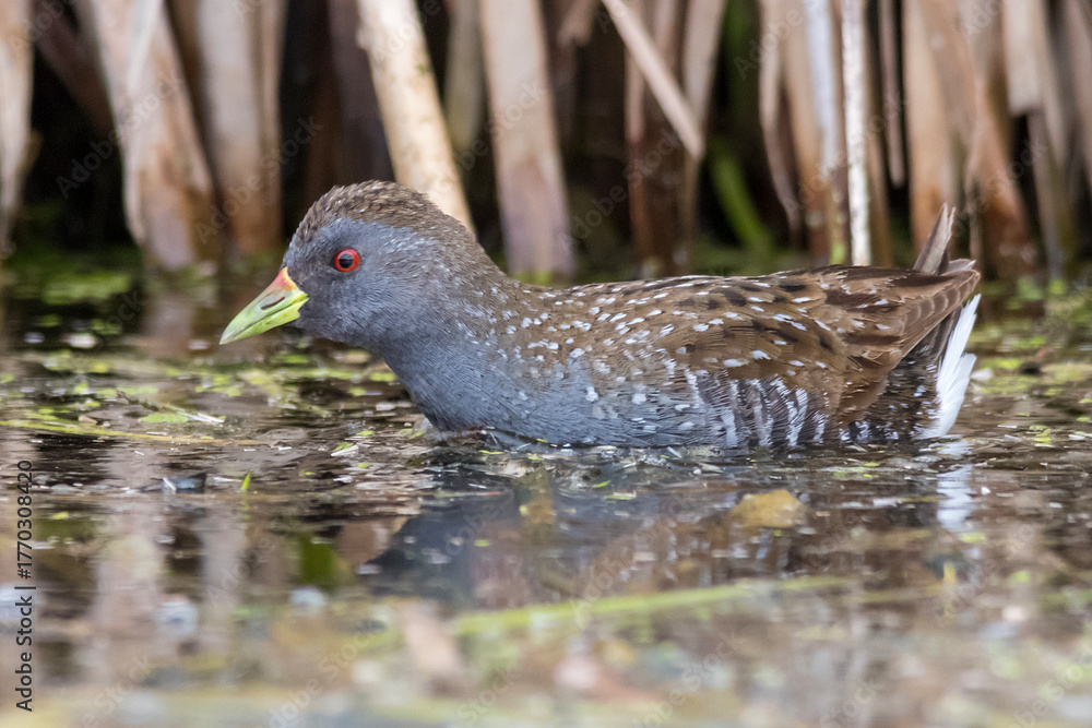 Obraz premium Baillon's Crake Standing Alert in Shallow Water