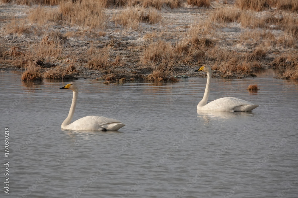 Obraz premium Whooping swans on a lake near the village of Kosh-Agach, Altai Republic, Western Siberia, Russia
