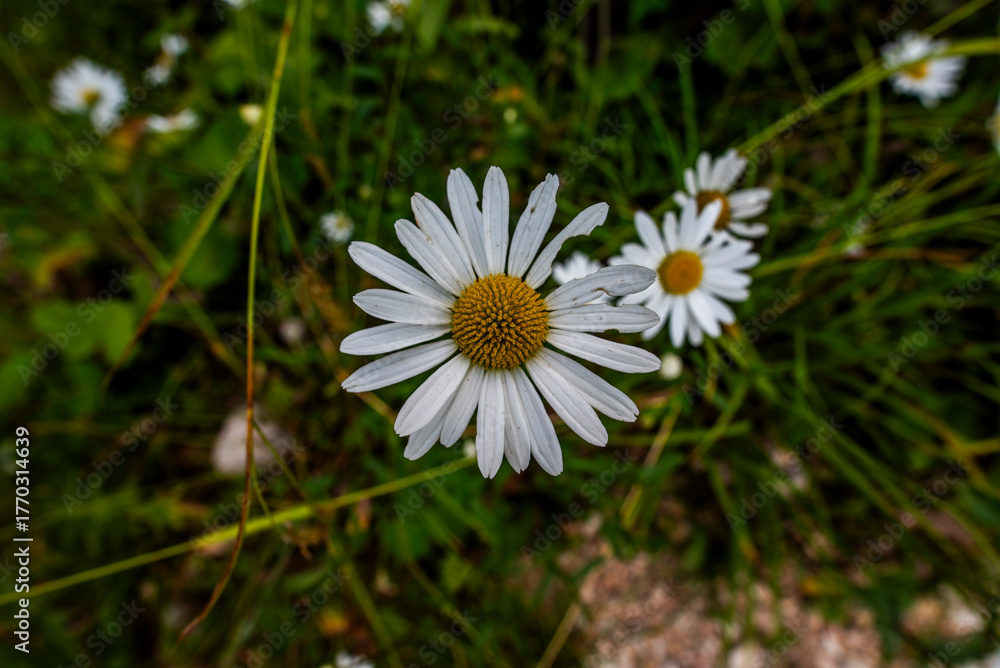 Fototapeta premium 2024 07 28 Asiago Daisy 1