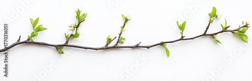 Fresh Green Spring Leaves on a Delicate Twisting Branch