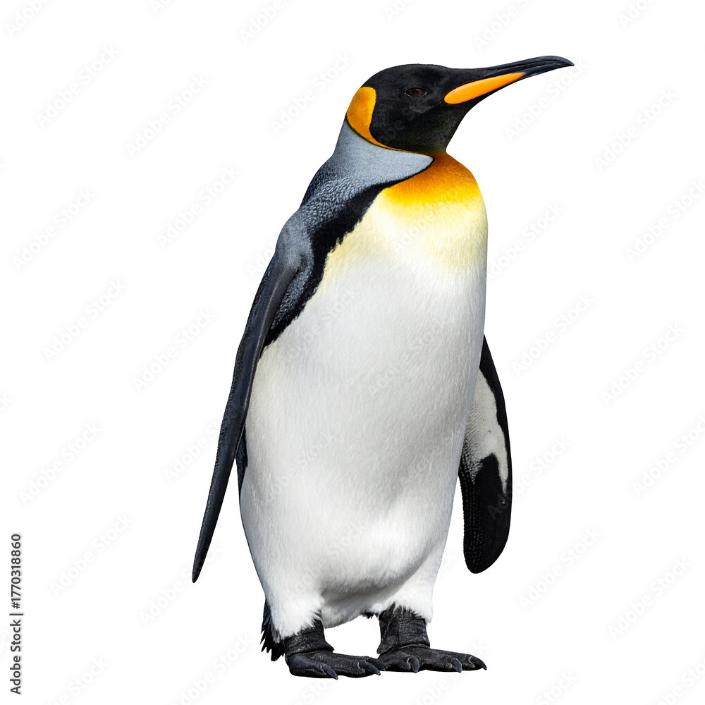Fototapeta premium Majestic Emperor Penguin: A solitary emperor penguin stands tall, its striking plumage and regal presence. Capturing its Antarctic grace and stoic resilience.