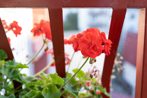 Red Geranium flowers on a terrace