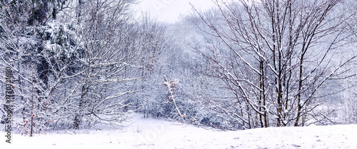 Gloomy winter forest: deep snow cover and trees with bare and coniferous branches thickly covered with snow during a snowfall, creating a cold, dramatic and calm natural landscape