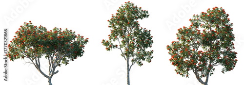 Schilderij op canvas Set of 3 Spathodea campanulata (African Tulip Tree) isolated png on a transparen