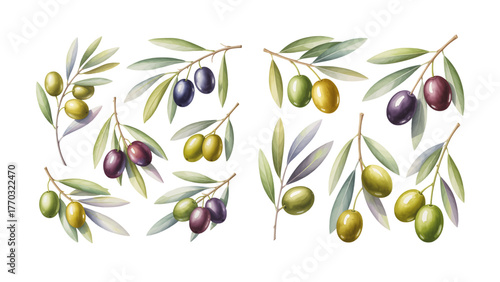 A collection of illustrated olive branches with green and ripe black olives and leaves, isolated on a transparent background.