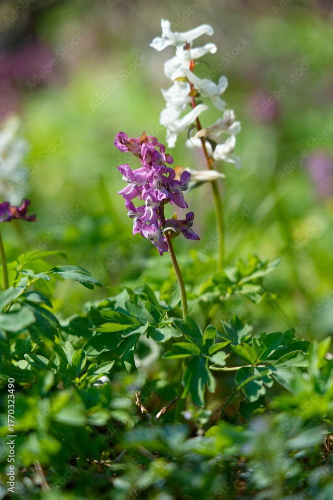 Obraz premium Hohler Lerchensporn, Corydalis cava, Hohlknolliger Lerchensporn