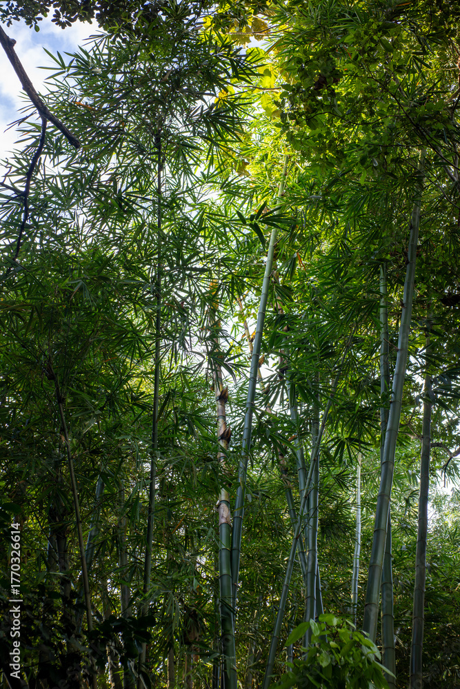 Fototapeta premium Low Angle View of a Dense Bamboo Forest Reaching Towards the Sky