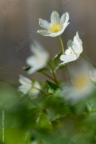  Buschwindröschen, Anemone nemorosa