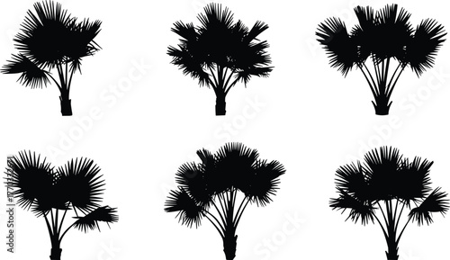 PrintSilhouette of tropical fan palm trees, black palm tree vector illustration, exotic jungle plant design elements for landscape, decor, print