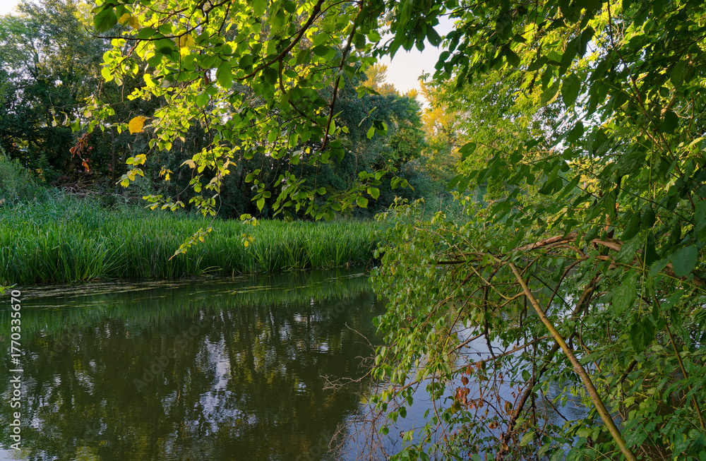 Fototapeta premium Naturschutzgebiet Altmain zwischen Schweinfurt und Sennfeld, Landkreis Schweinfurt, Unterfranken, Franken, Bayern, Deutschland