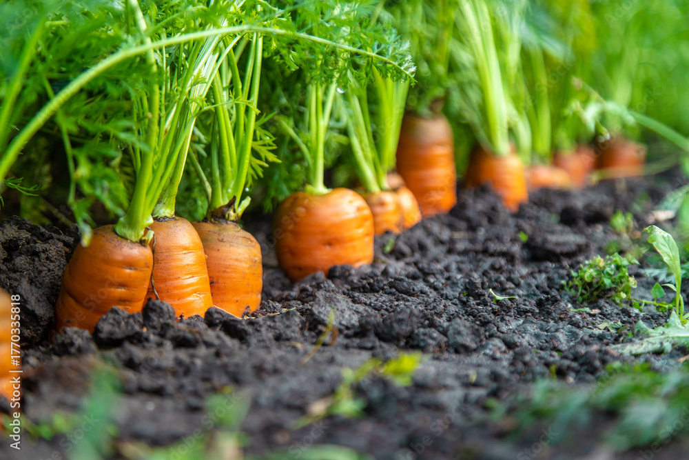 Fototapeta premium Carrot harvest in the garden. Selective focus.