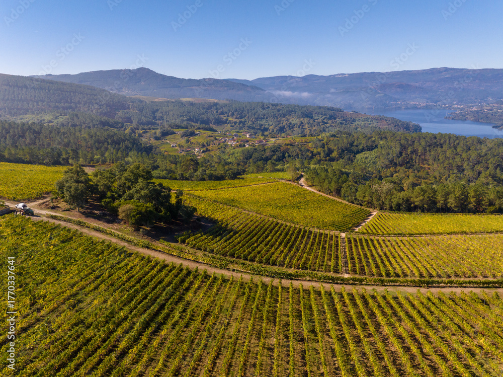 Fototapeta premium Viñedos en la Ribeira Sacra de Ourense, Galicia