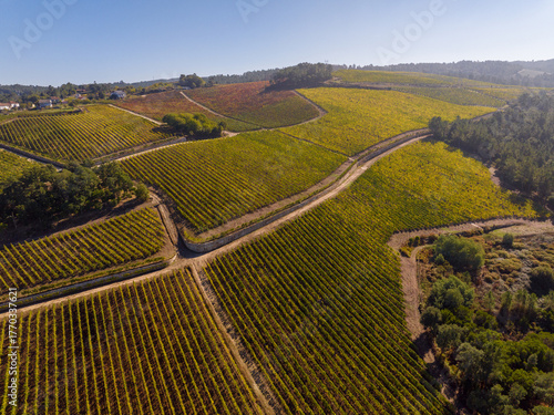 Viñedos en la Ribeira Sacra de Ourense, Galicia
