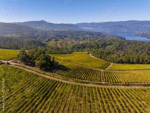 Viñedos en la Ribeira Sacra de Ourense, Galicia