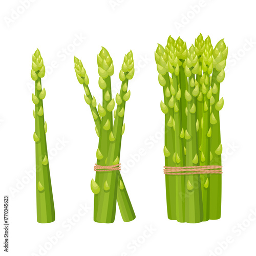 Green asparagus spears and bunches illustrating healthy food