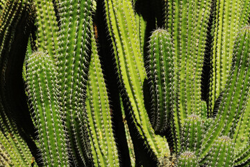 Gordijnen Cactus Close-up van groene cactus stekels  © OneClic