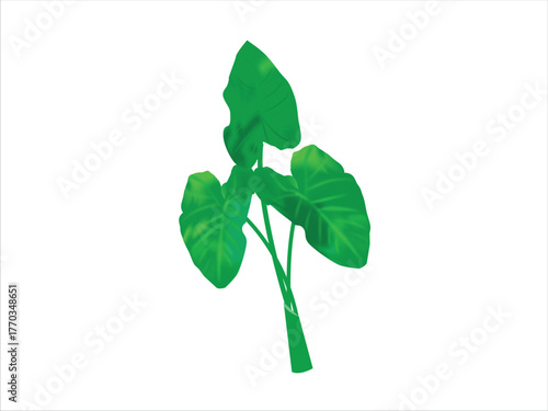 Taro Plant Leaf Vector Illustration