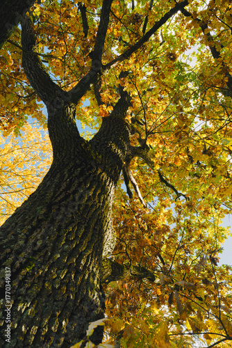 Majestic Oak Tree with Golden Autumn Leaves and Blue Sky