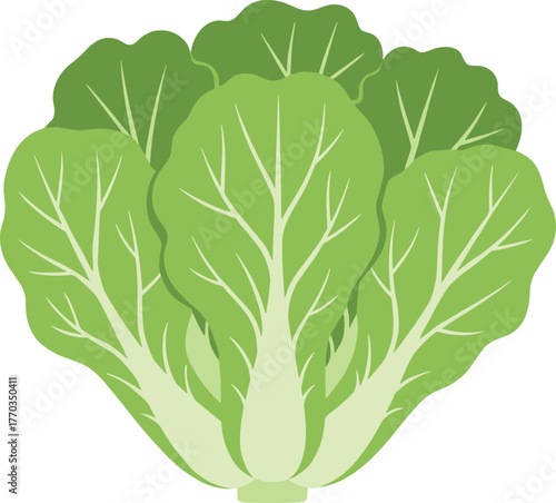 Green leafy vegetable, bok choy illustration, cartoon style, healthy food icon, nutrition graphic, garden plant, organic cooking element