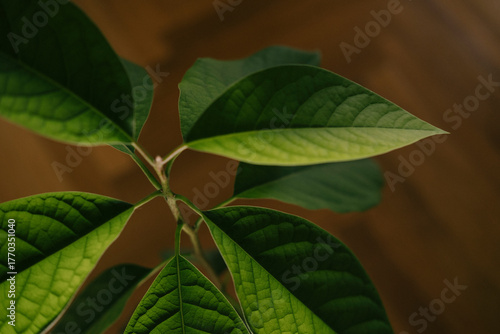 Green leaves plant closeup indoor houseplant, detailed foliage with visible vein texture and natural light, fresh growth and lush leaf patterns creating calm botanical mood for interior decor.