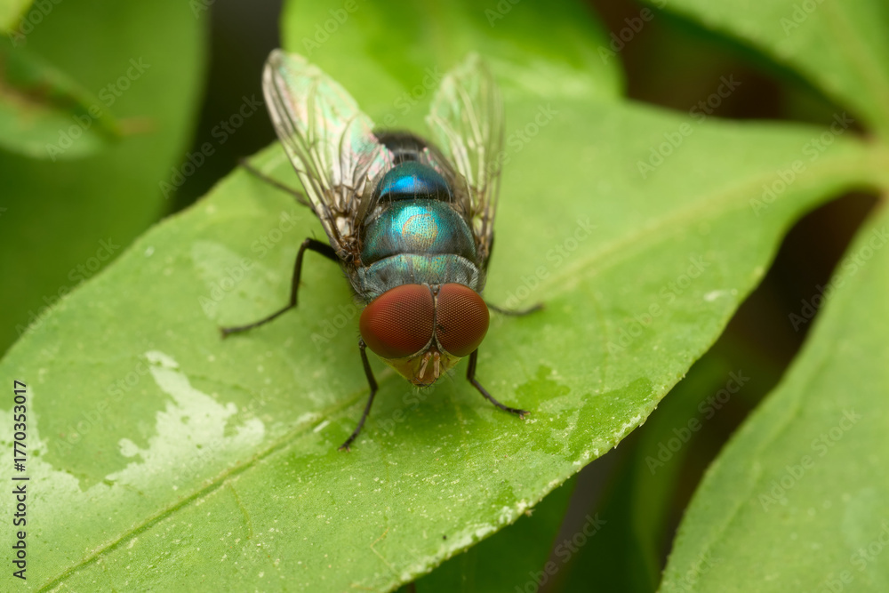 Naklejka premium Green fly with red eyes resting on leaf