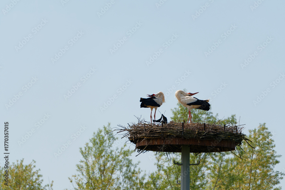 Fotografie Weissstorch, Ciconia ciconia