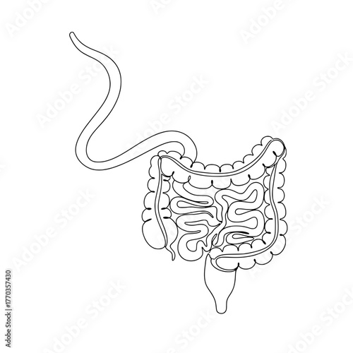 Human intestines and digestive system minimalist continuous line drawing