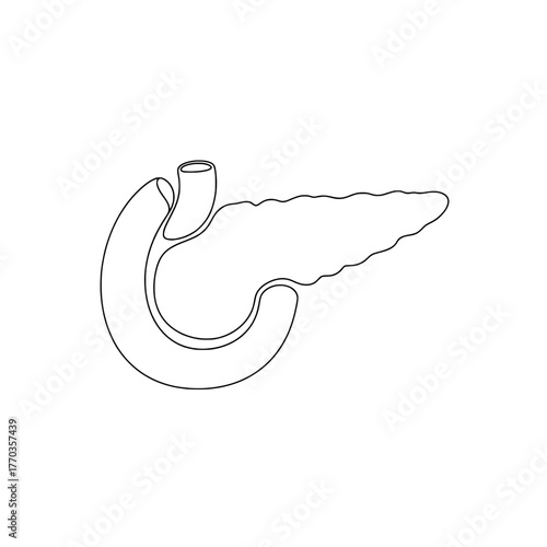 Single continuous line drawing of human pancreas and duodenum anatomy