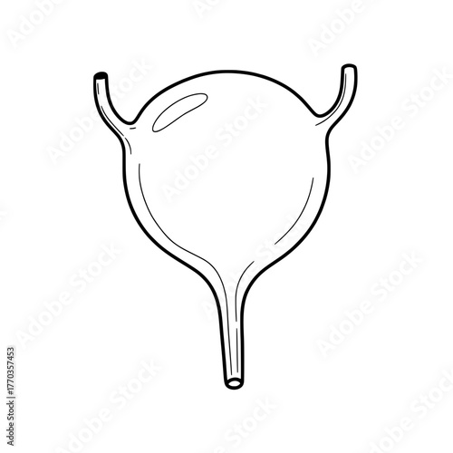 Outline illustration of human bladder, an essential organ in the urinary system