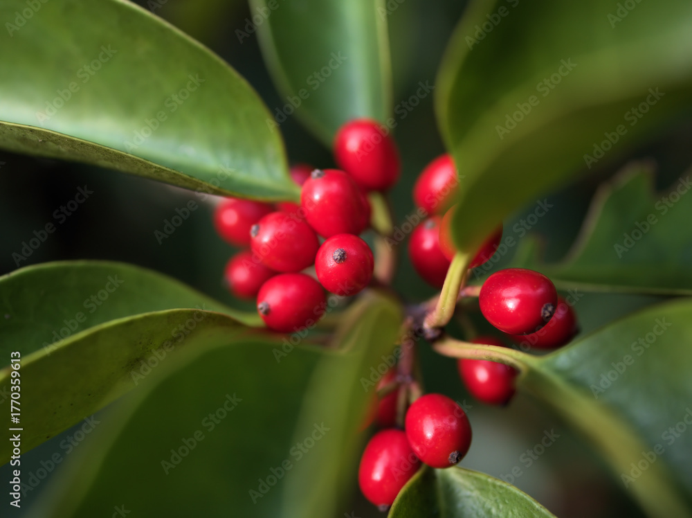 Obraz premium 11月に実っていたクロガネモチの赤い実