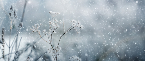 Fototapeta Naklejka Na Ścianę i Meble -  Panoramic winter landscape with a dry plant covered with hoarfrost and ice crystals against the background of heavy snowfall creating a cold and magical fairy-tale blue and white scene