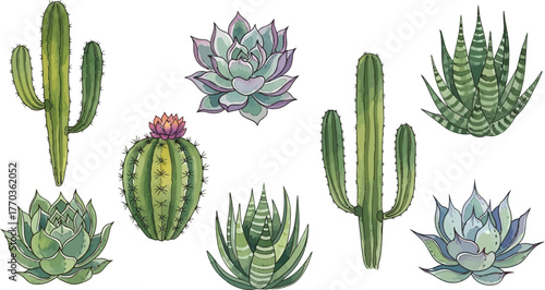 Collection of diverse desert succulents and cacti in various shapes and sizes against a white background