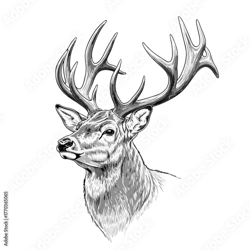 A black-and-white sketch of the head of a large red deer with branched horns, made using a hatching technique that emphasizes the greatness of the animal. His wise gaze and proud profile are a symbol 