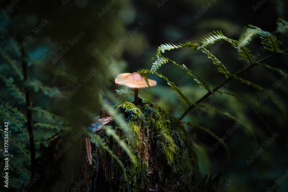 Fototapeta premium Grzyb