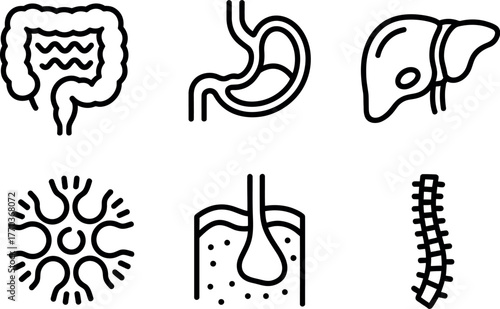 Set of six medical icons representing human organs and systems for healthcare and science applications vector