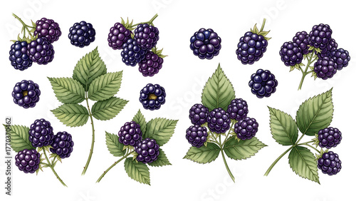 A detailed collection of ripe blackberries shown in various clusters and on branches with green leaves.