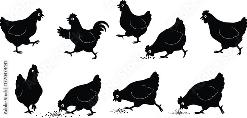 Chicken silhouettes, farm animals illustration, poultry behavior artwork, rural agriculture design, countryside farming vector, traditional livestock artwork, flat vector design