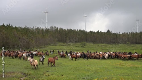 Wallpaper Mural Wild Horses Torontodigital.ca