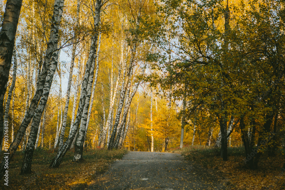 Fototapeta premium Birch forest path during golden autumn season