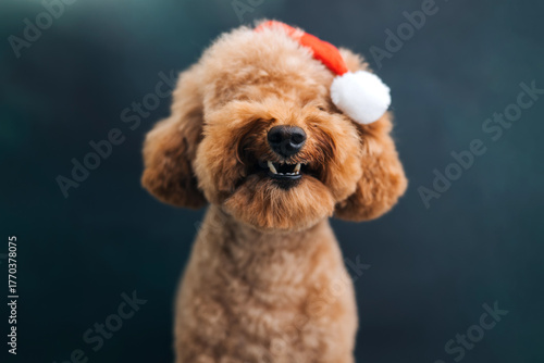 Close-up small brown poodle dog in a Santa cap on a blue-green background. Pet's portrait. Christmas greetings card, front view