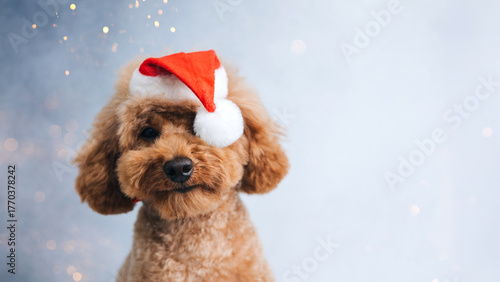 Close-up small ginger poodle dog in a Santa cap on a gray background. Pet's portrait. Christmas greetings card, front view