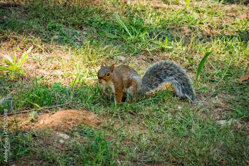 Wallpaper Mural Scoiattolo in giro per il parco del Valentino Torontodigital.ca