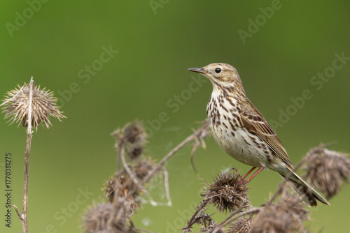 Bird - Meadow Pipit Anthus pratensis bird by the meadow in spring time Poland Europe