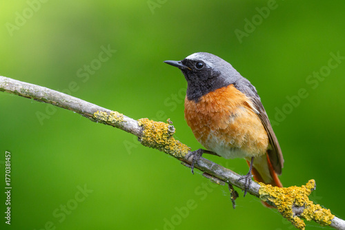 Bird male Redstart Phoenicurus phoenicurus small bird on green background spring time Poland Europe