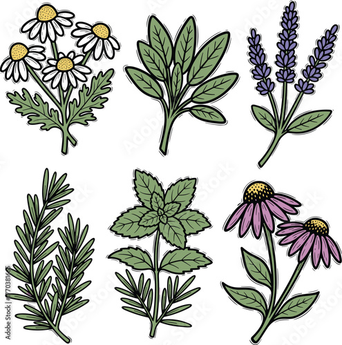 Hand Drawn Medicinal and Culinary Herbs Vector Set - Chamomile, Lavender, Sage, Rosemary, Mint, and Echinacea