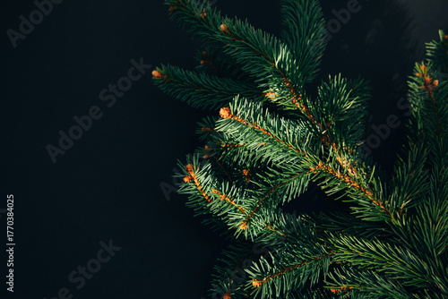 New Year, Christmas background. Branches of a green Christmas tree on a black background. Top view