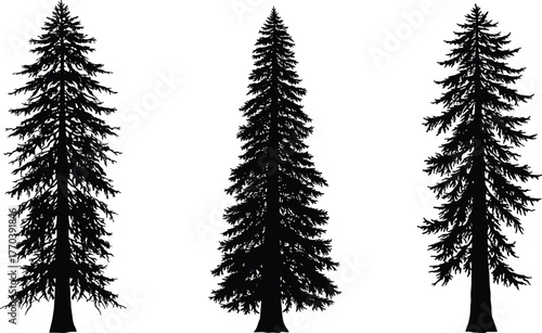 PrintThree tall pine tree silhouettes illustration, isolated black evergreen fir trees, conifer forest vector design, natural outdoor elements on white background